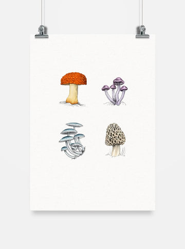 lámina para enmarcar diseño hongos nativos Chile
decoración hogar con ilustración hongos endémicos Chile
lámina firmada ilustradora hongos Chile
regalo lámina hongos nativos Chile hogar
lámina arte fungi bosque nativo Chile
