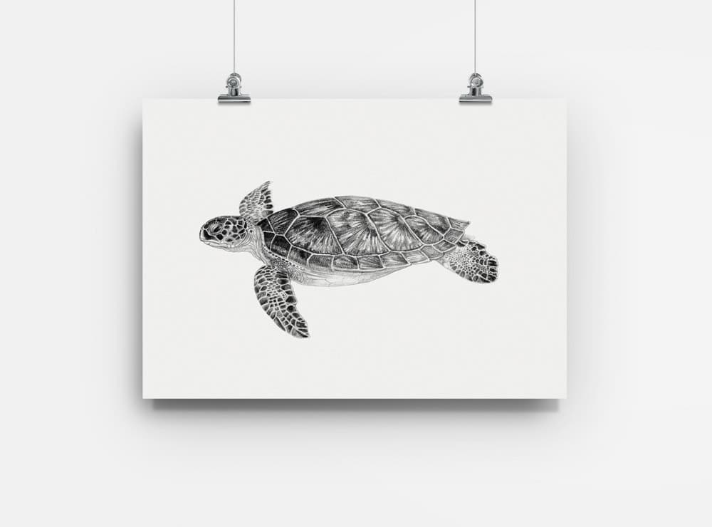 lámina para enmarcar diseño tortuga verde Chile
decoración hogar con ilustración tortuga verde marina Chile
lámina firmada ilustradora tortuga verde Chile
regalo lámina tortuga verde conservación Chile hogar
lámina arte tortuga marina vulnerable Chile