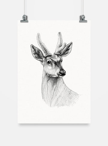 lámina para enmarcar diseño huemul Chile
decoración hogar con ilustración huemul ciervo nacional Chile
lámina firmada ilustradora huemul Chile
regalo lámina huemul conservación Chile hogar
lámina arte fauna en peligro extinción Chile