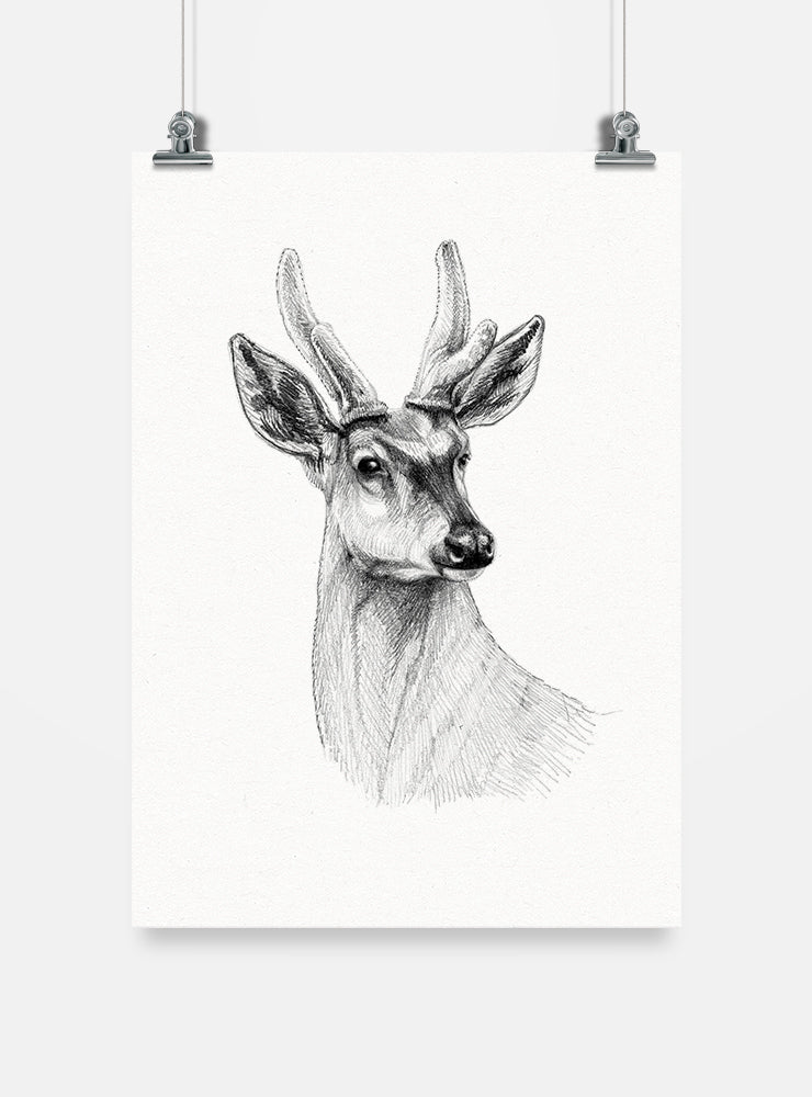 lámina para enmarcar diseño huemul Chile
decoración hogar con ilustración huemul ciervo nacional Chile
lámina firmada ilustradora huemul Chile
regalo lámina huemul conservación Chile hogar
lámina arte fauna en peligro extinción Chile