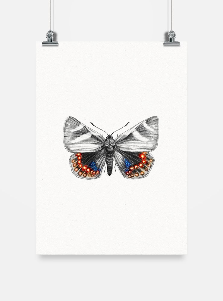 lámina para enmarcar diseño mariposa del chagual Chile
decoración hogar con ilustración insecto endémico Chile
lámina firmada ilustradora mariposa chagual Chile
regalo lámina mariposa del chagual conservación Chile hogar
lámina arte insecto endémico Chile