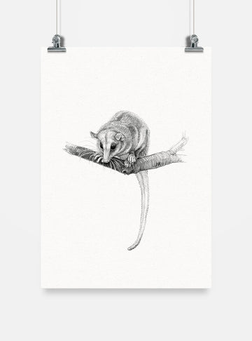 lámina para enmarcar diseño monito del monte Chile
decoración hogar con ilustración único marsupial Chile
lámina firmada ilustradora monito del monte Chile
regalo lámina monito del monte conservación Chile hogar
lámina arte fósil viviente fauna endémica Chile