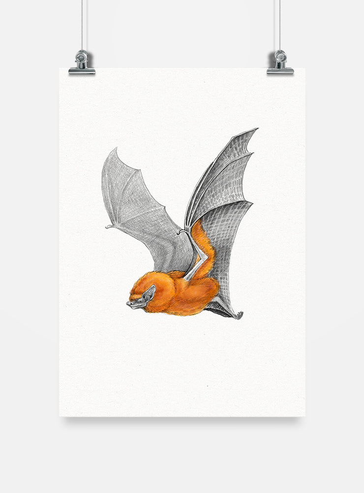 lámina para enmarcar diseño murciélago colorado Chile
decoración hogar con ilustración murciélago nativo Chile
lámina firmada ilustradora murciélago colorado Chile
regalo lámina murciélago colorado conservación Chile hogar
lámina arte fauna nocturna polinizadora Chile