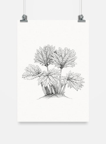 lámina para enmarcar diseño nalca Chile
decoración hogar con ilustración nalca planta gigante Chile
lámina firmada ilustradora nalca Chile
regalo lámina nalca flora nativa Chile hogar
lámina arte flora bosque nativo sur Chile