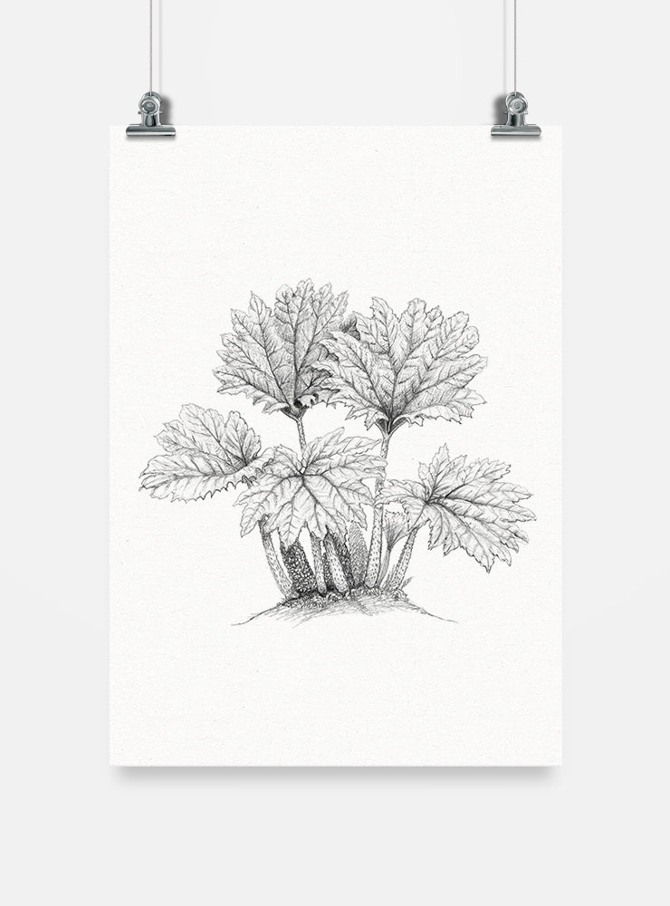 lámina para enmarcar diseño nalca Chile
decoración hogar con ilustración nalca planta gigante Chile
lámina firmada ilustradora nalca Chile
regalo lámina nalca flora nativa Chile hogar
lámina arte flora bosque nativo sur Chile