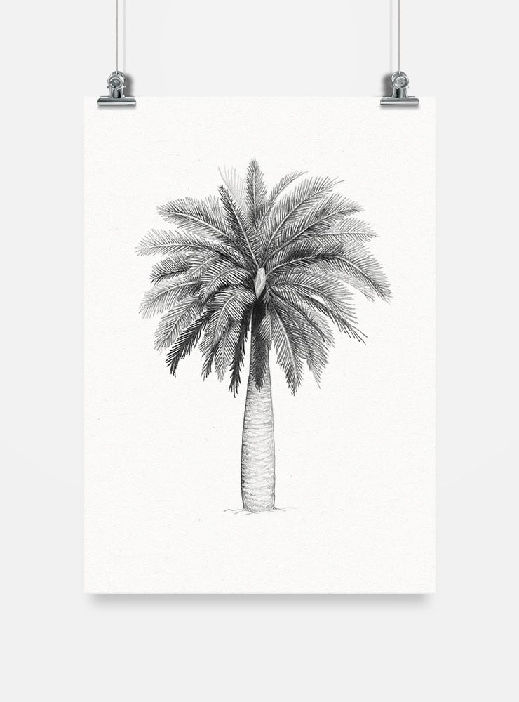 lámina para enmarcar diseño palma chilena Chile
decoración hogar con ilustración palma chilena árbol nacional
lámina firmada ilustradora palma chilena Chile
regalo lámina palma chilena flora nativa Chile hogar
lámina arte árbol nacional en peligro extinción Chile