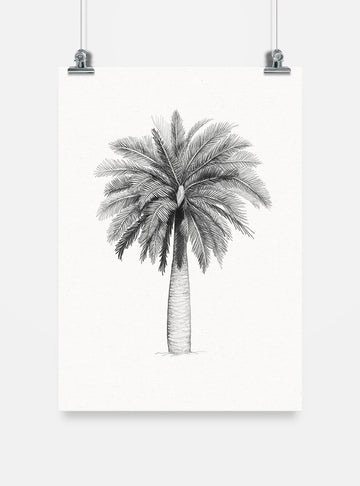 lámina para enmarcar diseño palma chilena Chile
decoración hogar con ilustración palma chilena árbol nacional
lámina firmada ilustradora palma chilena Chile
regalo lámina palma chilena flora nativa Chile hogar
lámina arte árbol nacional en peligro extinción Chile