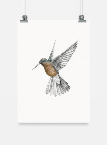 lámina para enmarcar diseño picaflor gigante Chile
decoración hogar con ilustración picaflor gigante Chile
lámina firmada ilustradora picaflor gigante Chile
regalo lámina picaflor gigante fauna Chile hogar
lámina arte colibrí más grande mundo Chile