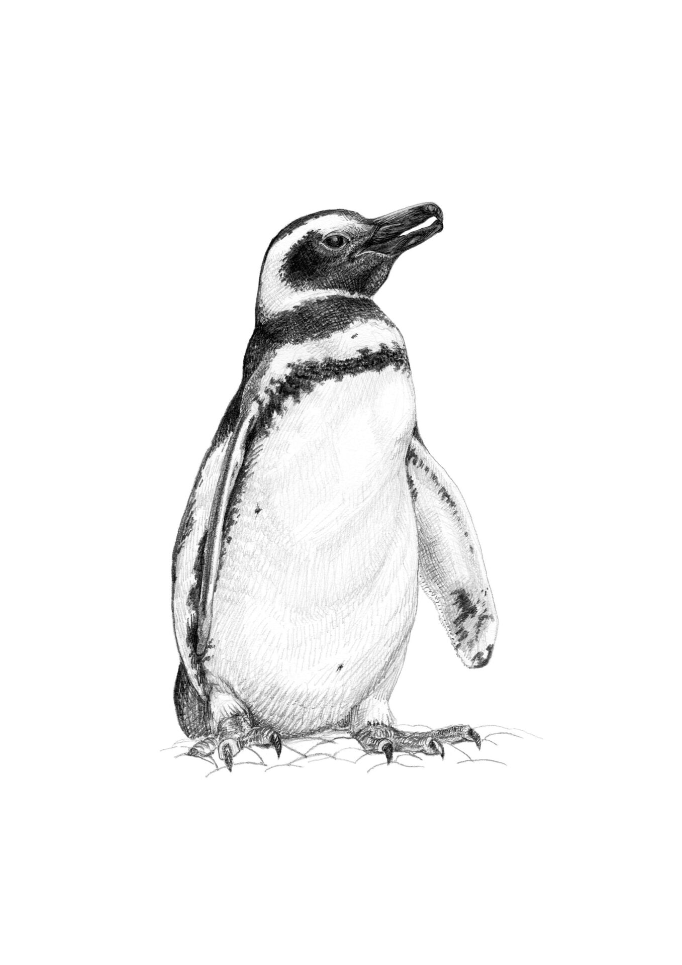 lámina para enmarcar diseño pingüino de Magallanes Chile
decoración hogar con ilustración pingüino Patagonia Chile
lámina firmada ilustradora pingüino Magallanes Chile
regalo lámina pingüino de Magallanes hogar Chile
lámina arte fauna marina Patagonia Chile