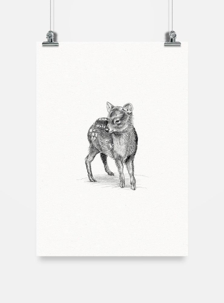 lámina para enmarcar diseño pudú Chile
decoración hogar con ilustración pudú ciervo más pequeño mundo
lámina firmada ilustradora pudú Chile
regalo lámina pudú conservación Chile hogar
lámina arte ciervo enano bosque sur Chile