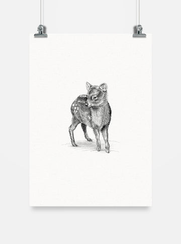 lámina para enmarcar diseño pudú Chile
decoración hogar con ilustración pudú ciervo más pequeño mundo
lámina firmada ilustradora pudú Chile
regalo lámina pudú conservación Chile hogar
lámina arte ciervo enano bosque sur Chile