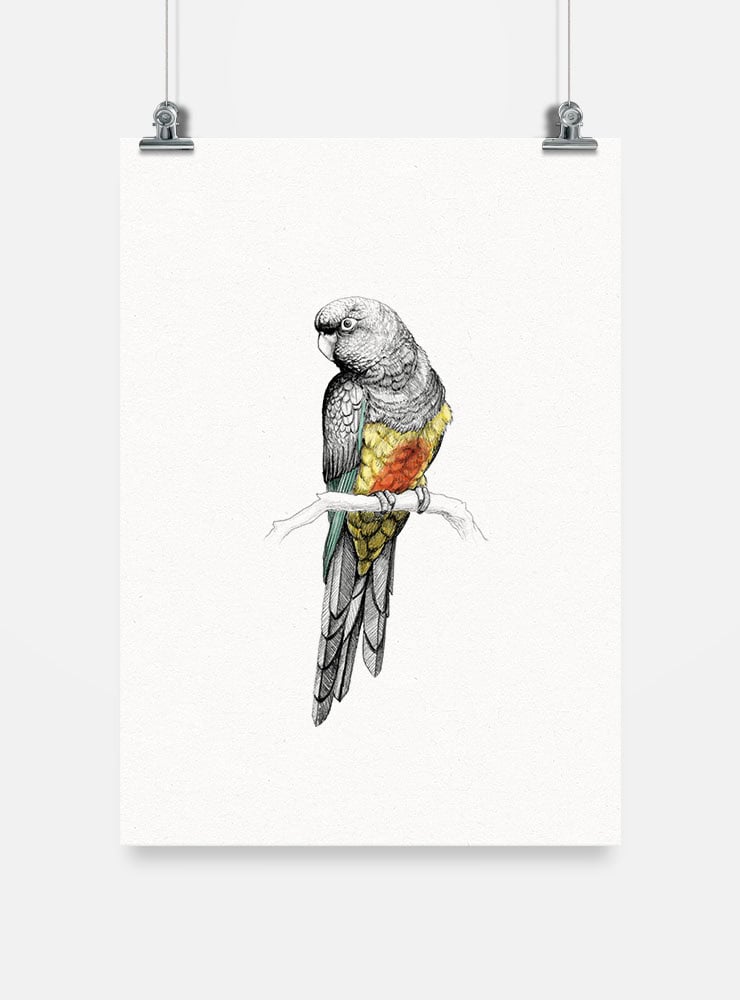 lámina para enmarcar diseño tricahue Chile
decoración hogar con ilustración tricahue loro Chile
lámina firmada ilustradora tricahue Chile
regalo lámina tricahue conservación Chile hogar
lámina arte loro en peligro extinción Chile