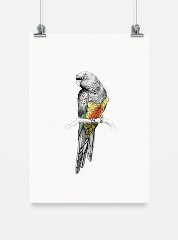 lámina para enmarcar diseño tricahue Chile
decoración hogar con ilustración tricahue loro Chile
lámina firmada ilustradora tricahue Chile
regalo lámina tricahue conservación Chile hogar
lámina arte loro en peligro extinción Chile