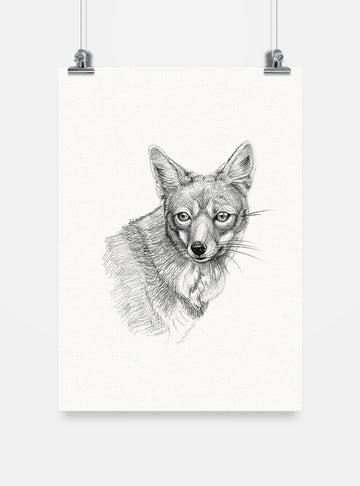 lámina para enmarcar diseño zorro culpeo Chile
decoración hogar con ilustración zorro culpeo fauna Chile
lámina firmada ilustradora zorro culpeo Chile
regalo lámina zorro culpeo fauna nativa Chile hogar
lámina arte cánido andino patagónico Chile