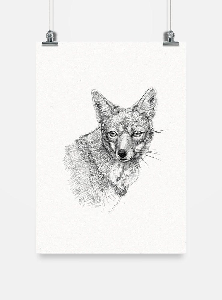 lámina para enmarcar diseño zorro culpeo Chile
decoración hogar con ilustración zorro culpeo fauna Chile
lámina firmada ilustradora zorro culpeo Chile
regalo lámina zorro culpeo fauna nativa Chile hogar
lámina arte cánido andino patagónico Chile