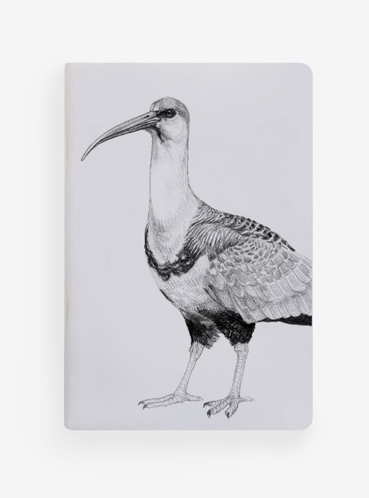 libreta diseño bandurria Chile
libreta papelería ilustración fauna flora chilena
regalo libreta bandurria fauna Chile
libreta 60 páginas bandurria Chile
regalo papelería fauna flora nativa Chile