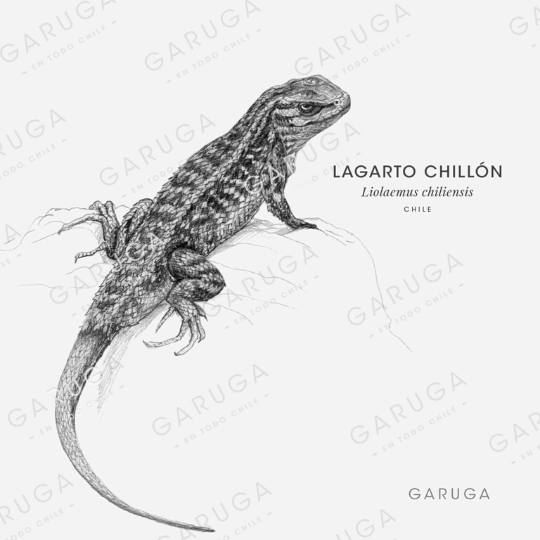 LAGARTO CHILLÓN
