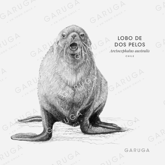 LOBO MARINO DE DOS PELOS