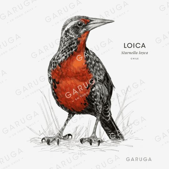 LOICA
