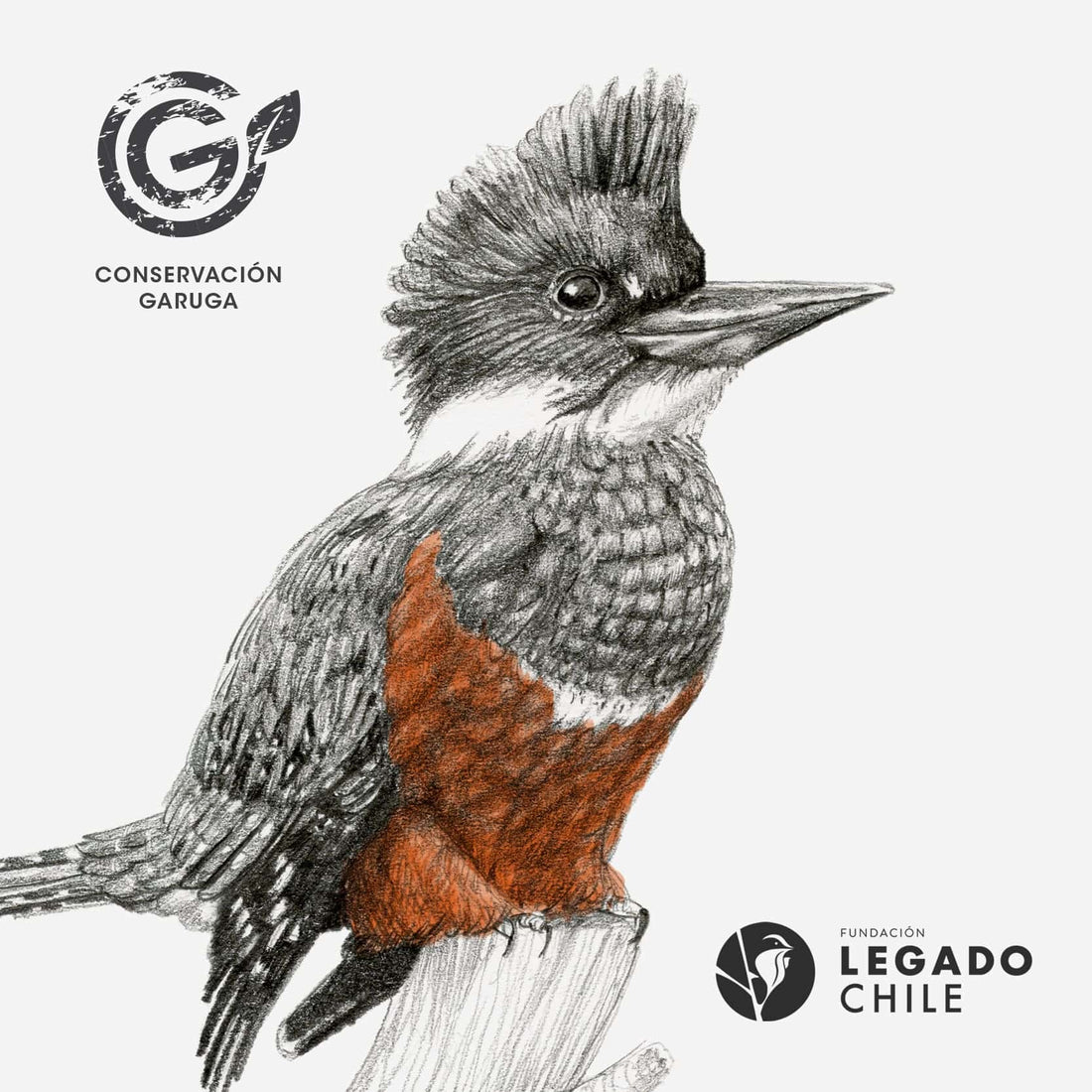 pilucho manga larga bebé diseño martín pescador Chile
ropa bebé manga larga con ave colorida nativa ríos Chile
pilucho algodón PIMA peruano martín pescador Chile
regalo recién nacido martín pescador pilucho Chile
ropa bebé fauna lacustre Chile manga larga