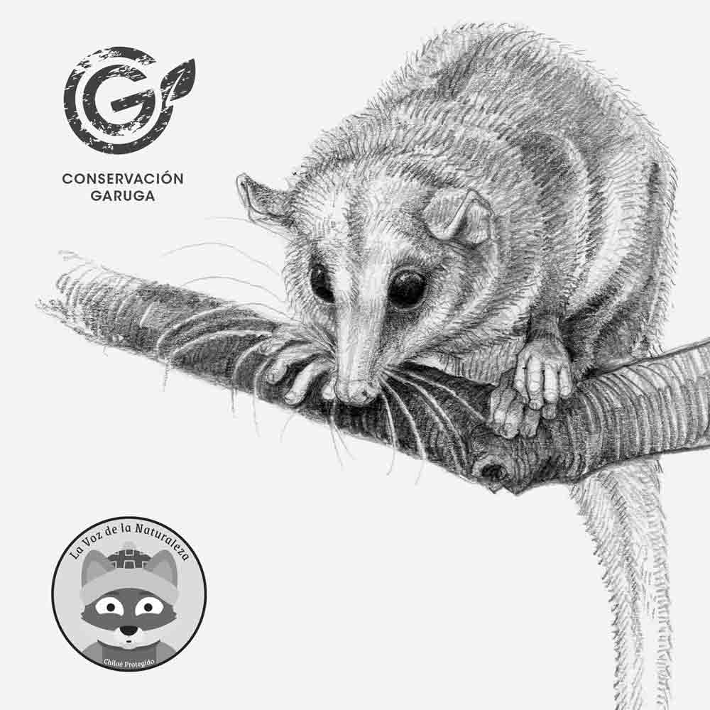 neceser diseño monito del monte Chile
regalo neceser fauna flora chilena
necesar monito del monte accesorio sustentable Chile
regalo Día de la Madre neceser monito del monte Chile
necesar ilustración monito del monte fauna Chile