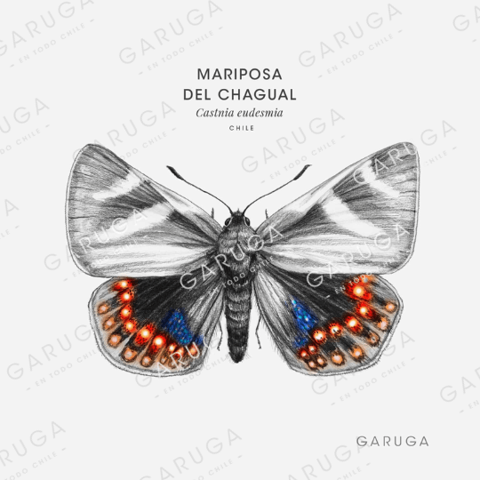 MARIPOSA DEL CHAGUAL