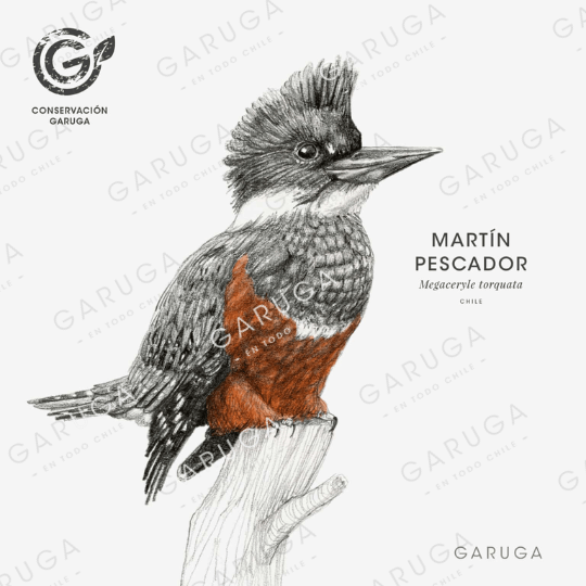 MARTÍN PESCADOR