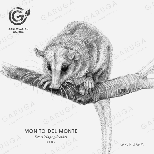 MONITO DEL MONTE