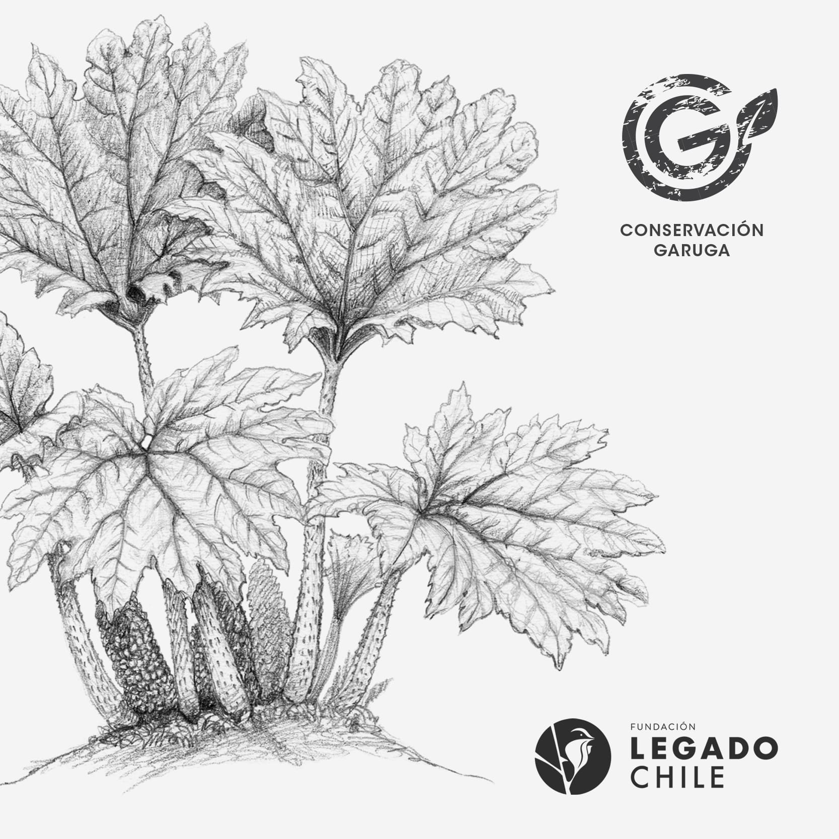 lámina para enmarcar diseño nalca Chile
decoración hogar con ilustración nalca planta gigante Chile
lámina firmada ilustradora nalca Chile
regalo lámina nalca flora nativa Chile hogar
lámina arte flora bosque nativo sur Chile