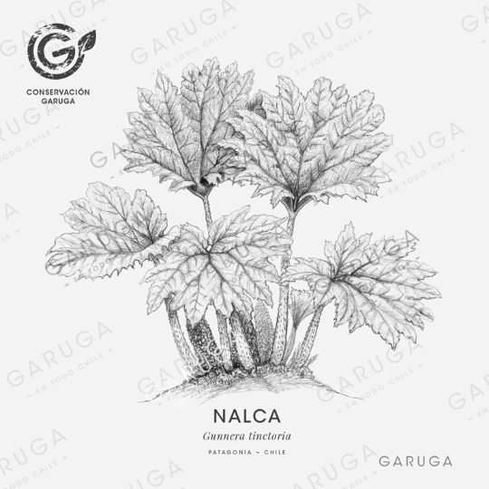 NALCA