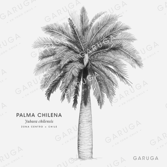 PALMA CHILENA