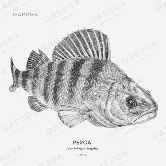 PERCA