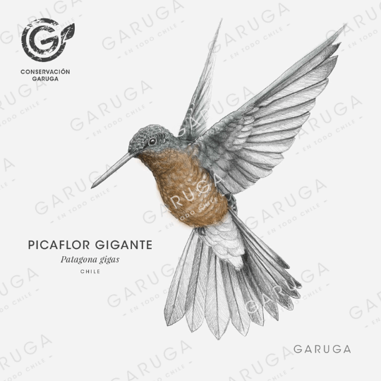 PICAFLOR GIGANTE