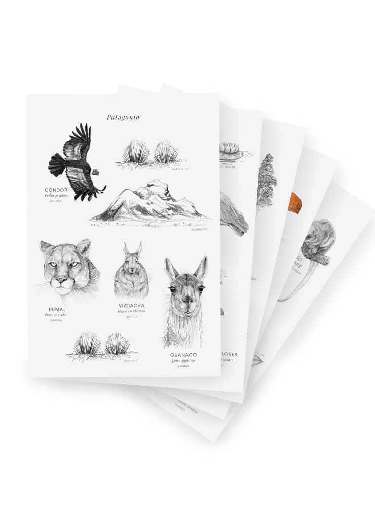fauna flora nativa Chile ilustración pack stickers
pack stickers Chile papelería sustentable
regalo papelería fauna Chile stickers consciente
conservación Chile pack stickers fauna flora
