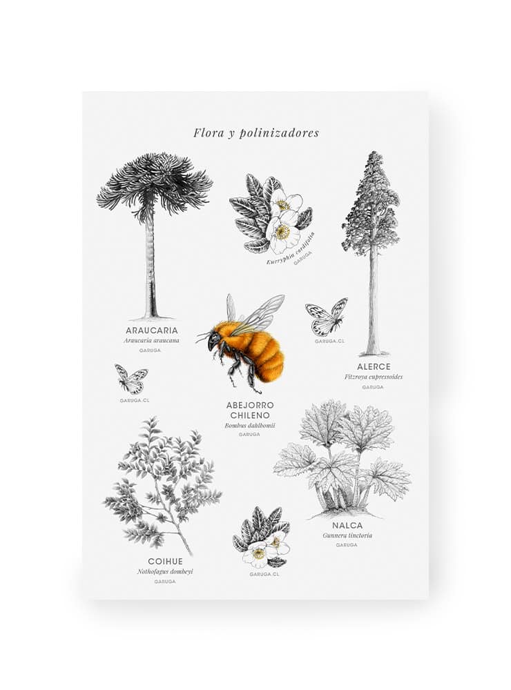 fauna flora nativa Chile ilustración pack stickers
pack stickers Chile papelería sustentable
regalo papelería fauna Chile stickers consciente
conservación Chile pack stickers fauna flora