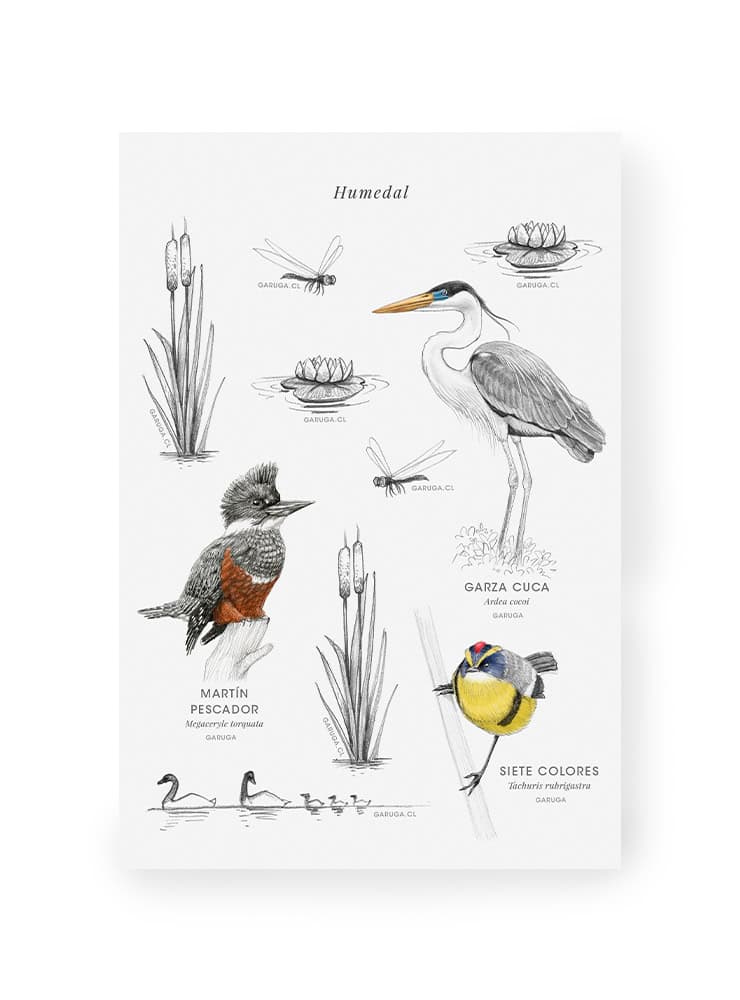 fauna flora nativa Chile ilustración pack stickers
pack stickers Chile papelería sustentable
regalo papelería fauna Chile stickers consciente
conservación Chile pack stickers fauna flora
