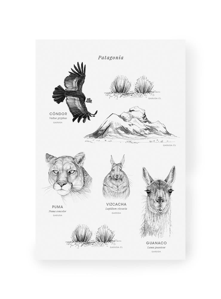fauna flora nativa Chile ilustración pack stickers
pack stickers Chile papelería sustentable
regalo papelería fauna Chile stickers consciente
conservación Chile pack stickers fauna flora