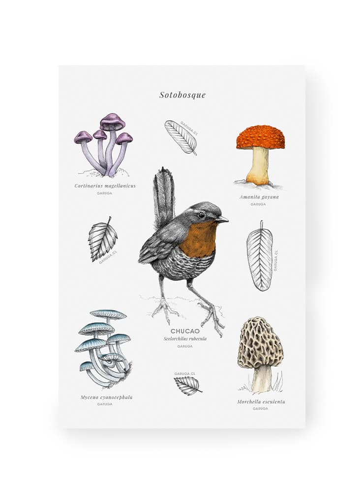 sotobosque fauna flora Chile ilustración stickers
stickers Chile papelería bosque nativo sustentable
regalo papelería sotobosque Chile consciente
conservación bosque nativo Chile stickers sotobosque