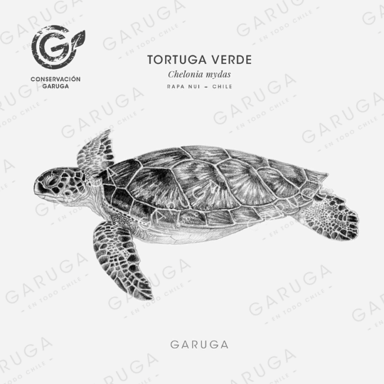 TORTUGA VERDE
