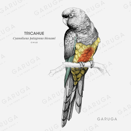 TRICAHUE