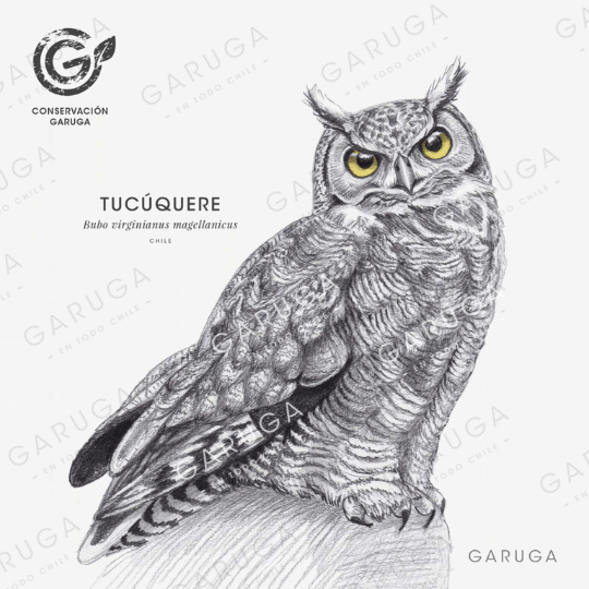 TUCÚQUERE