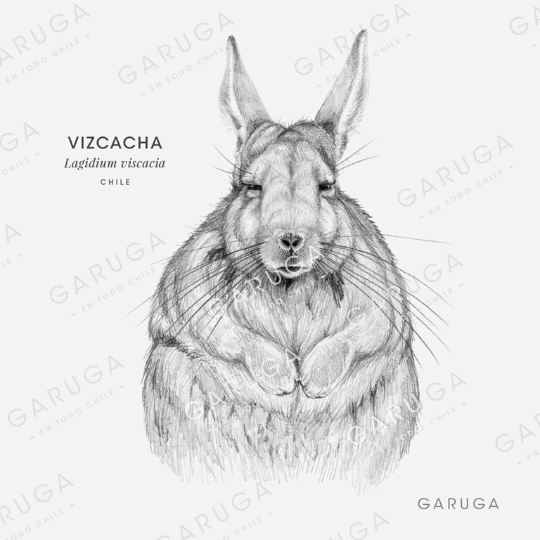 VIZCACHA