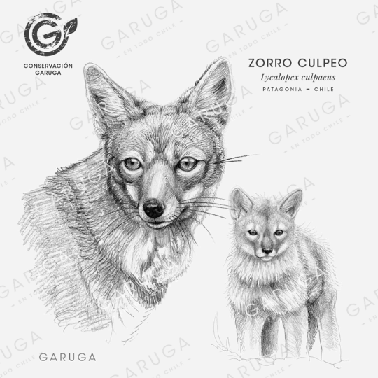 ZORRO CULPEO
