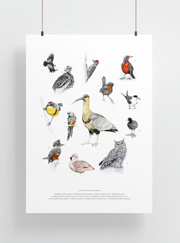 lámina grande para enmarcar aves nativas Chile
decoración hogar con ilustración múltiples aves Chile
lámina grande firmada ilustradora aves Chile
regalo lámina grande aves nativas Chile hogar
lámina arte aves emblemáticas Chile