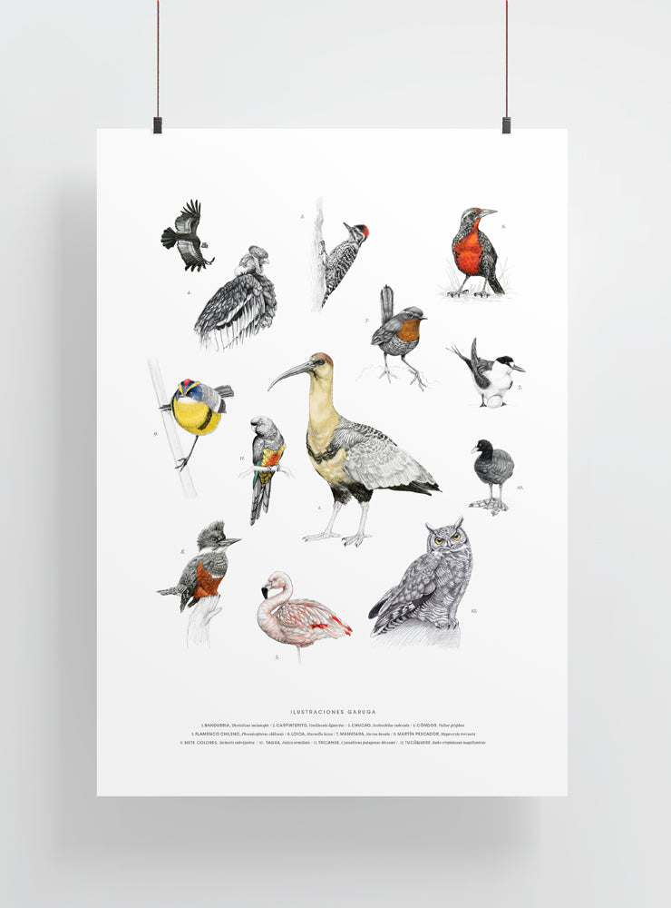 lámina grande para enmarcar aves nativas Chile
decoración hogar con ilustración múltiples aves Chile
lámina grande firmada ilustradora aves Chile
regalo lámina grande aves nativas Chile hogar
lámina arte aves emblemáticas Chile