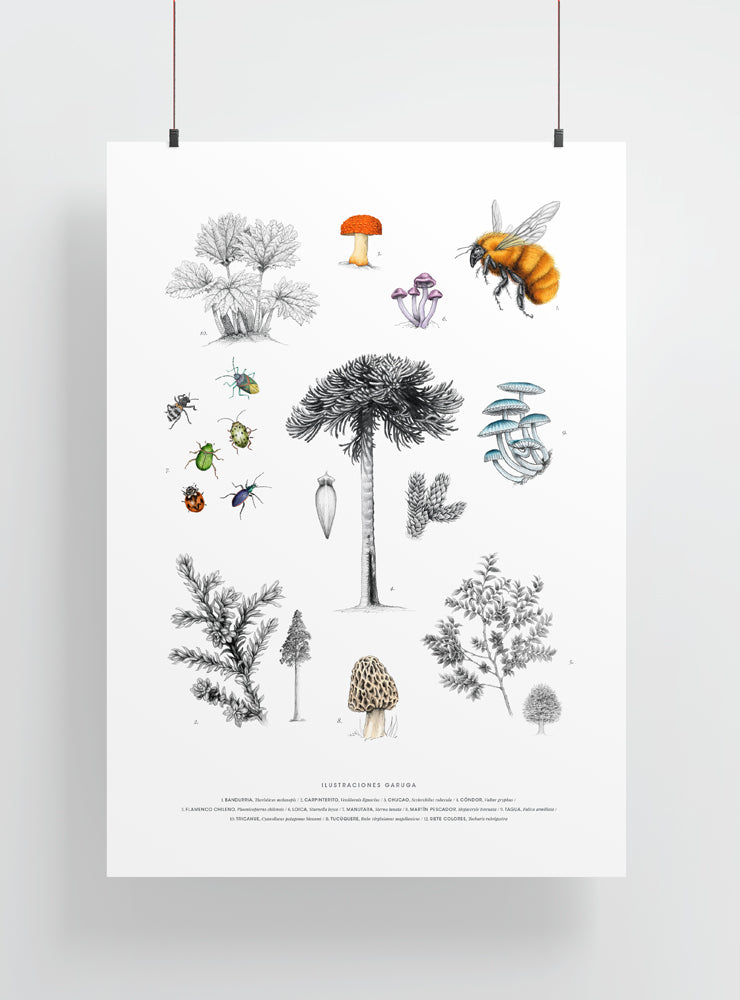 lámina grande para enmarcar bosques nativos Chile
decoración hogar con ilustración ecosistema bosque Chile
lámina grande firmada ilustradora bosques Chile
regalo lámina grande flora fauna bosque Chile hogar
lámina arte ecosistema bosque templado Chile