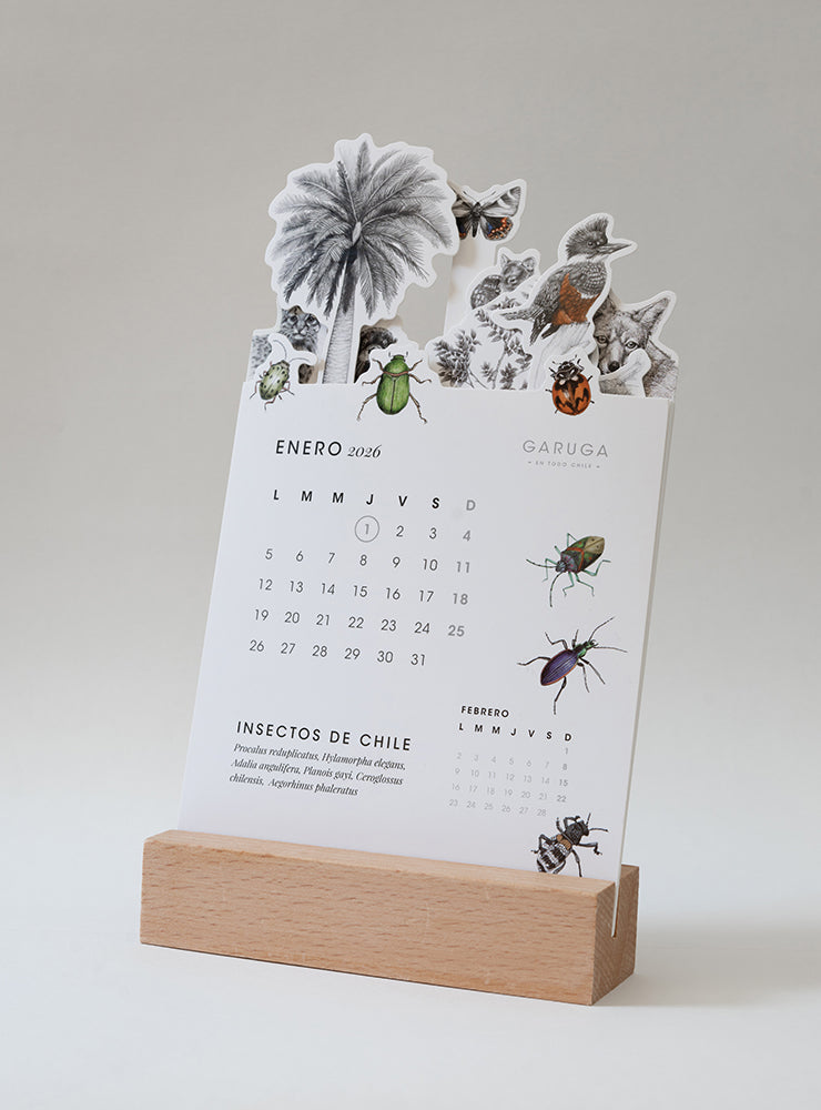 calendario de escritorio 2026 sin base diseño fauna nativa Chile
calendario escritorio sin base madera ilustración fauna chilena
regalo calendario escritorio sin base fauna Chile 2026
calendario vuelta a clases fauna flora chilena 2026
calendario 2026 sin base fauna flora nativa Chile