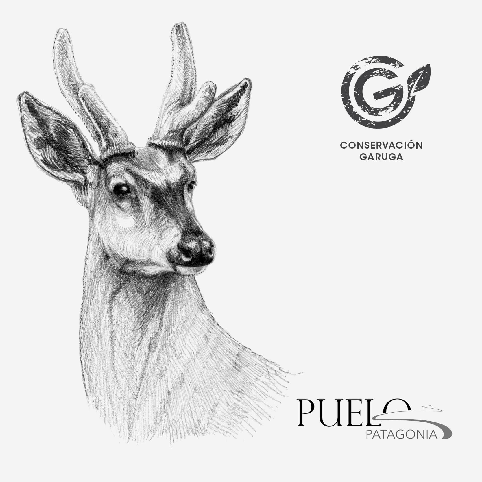 lámina para enmarcar diseño huemul Chile
decoración hogar con ilustración huemul ciervo nacional Chile
lámina firmada ilustradora huemul Chile
regalo lámina huemul conservación Chile hogar
lámina arte fauna en peligro extinción Chile
