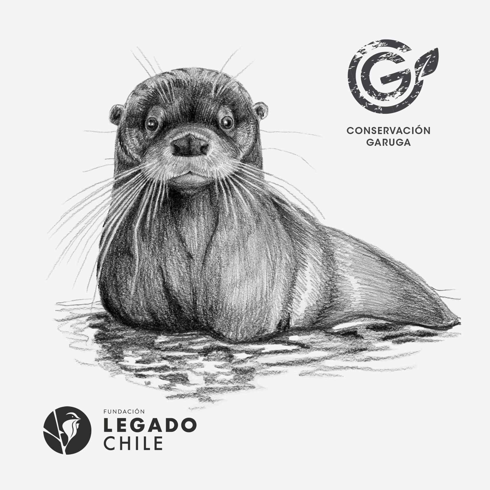 enterito bebé diseño huillín Chile algodón modal
ropa bebé con nutria río en peligro extinción Chile
enterito unisex bebé especie amenazada Chile
regalo bebé recién nacido huillín Chile
ropa bebé fauna en peligro extinción ríos Chile