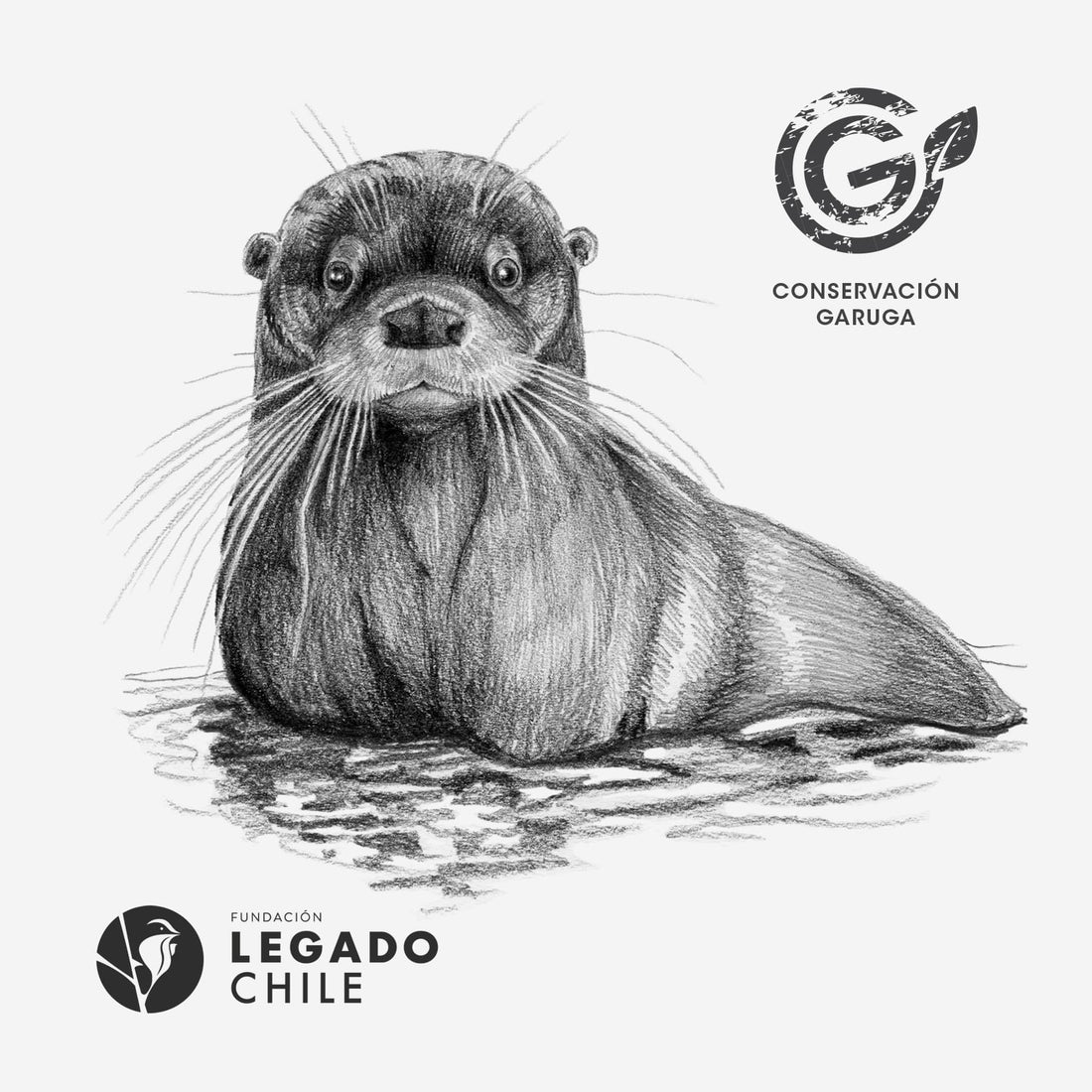 funda cojín diseño huillín Chile algodón
decoración hogar con nutria río en peligro extinción Chile
funda cojín algodón 50x50 huillín Chile
regalo decoración hogar huillín conservación Chile
funda cojín fauna en peligro extinción ríos Chile hogar